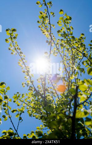 Ein Haselnussstrauch mit grünen Blättern und einer hellen Sonne, die durch ihn scheint. Das Sonnenlicht filtert durch die Äste und schafft eine schöne und ruhige Atmosphäre Stockfoto