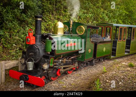 Die Agapanthus, eine Miniatur-Dampflokomotive und ihre Wagen an der South Downs Light Railway, Pulborough, Großbritannien Stockfoto