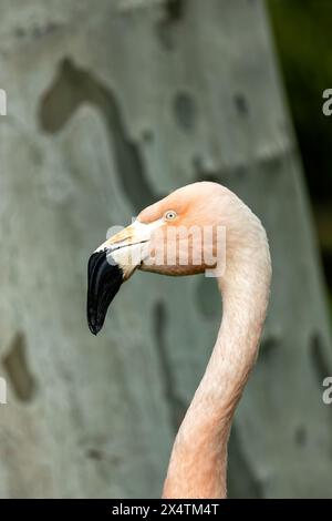 Eleganter rosafarbener Flamingo mit gelben Beinen und schwarzem Schirm. Waten Sie in flachen Seen der Anden und ernähren sich von Algen und winzigen Krebstieren. Stockfoto