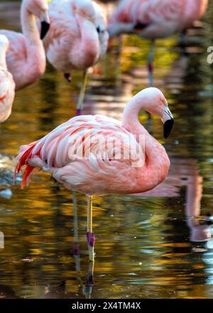 Eleganter rosafarbener Flamingo mit gelben Beinen und schwarzem Schirm. Waten Sie in flachen Seen der Anden und ernähren sich von Algen und winzigen Krebstieren. Stockfoto