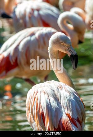 Eleganter rosafarbener Flamingo mit gelben Beinen und schwarzem Schirm. Waten Sie in flachen Seen der Anden und ernähren sich von Algen und winzigen Krebstieren. Stockfoto