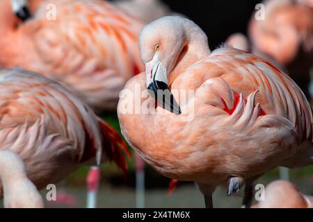 Eleganter rosafarbener Flamingo mit gelben Beinen und schwarzem Schirm. Waten Sie in flachen Seen der Anden und ernähren sich von Algen und winzigen Krebstieren. Stockfoto