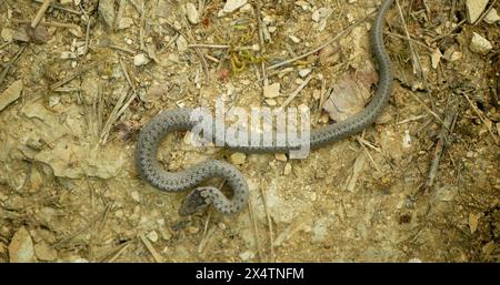 Glatte Schlange wilde Coronella austriaca auf Sand Reptiliengras Steppe und Steinen Zeitlupe mächtige seltene Jungtiere, die auf Felsen kriechen und Beute suchen Stockfoto