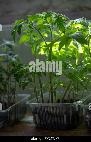 Üppige Tomatensämlinge mit leuchtend grünen Blättern blühen in klaren Behältern unter künstlichen Anbaulichtern und zeigen moderne Gartentechniken. Stockfoto