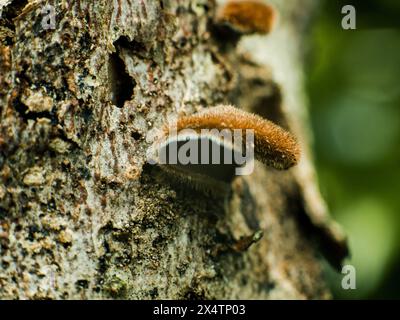 Kleiner brauner, nach innen gerollter, unbekannter brauner Pilz mit so vielen Haaren, die darauf wachsen Stockfoto