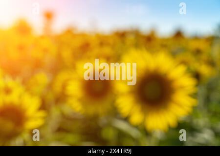 In Verwischung der Sonnenblumen auf dem Ackerfeld, Anbau von Sonnenblumen für die Produktion. Stockfoto