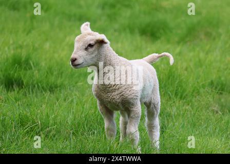 Ein junges einwöchiges Frühlingslamm auf einem Wiltshire-Feld Stockfoto