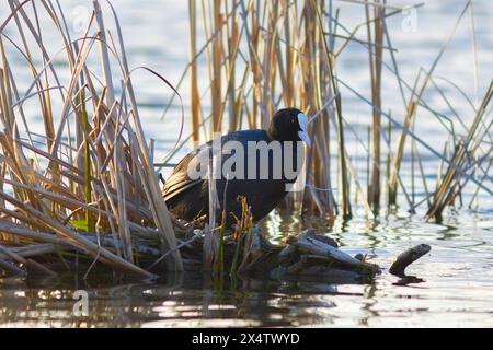 Röhnchen auf Schilf, Wildvogel in natürlichem Lebensraum (Fulica atra) Stockfoto