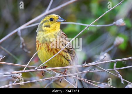 Männlicher Gelbhammer in natürlicher Umgebung, Vogel versteckt sich in verblasstem Gras (Emberiza citrinella) Stockfoto