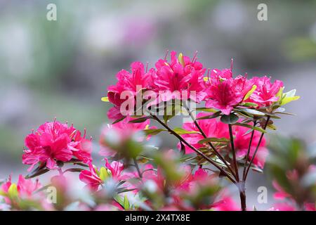 Rosafarbene Azaleen in voller Blüte, fokussiertes Stapelbild (Rhododendron molle japonica pink) Stockfoto