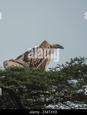 Weiße Geier versammelten sich in Akazien, Masai Mara Stockfoto