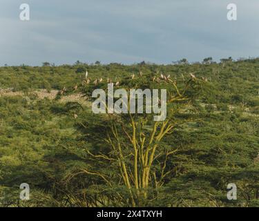 Marabou-Störche und Geier, die im Baum thronen, Masai Mara Savanne Stockfoto