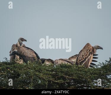 Weiße Geier versammelten sich in Akazien, Masai Mara Stockfoto