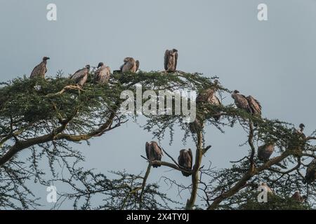 Weiße Geier versammelten sich in Akazien, Masai Mara Stockfoto