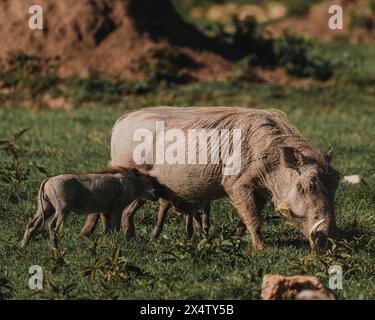 Warzenschweinmutter füttert Ferkel in üppiger Masai Mara Stockfoto