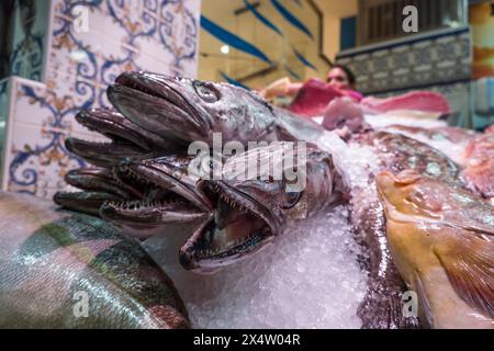 Diverse Fische in der Kühltheke auf dem Fischmarkt des Mercado Nuestra Senora de Africa, Teneriffa, Kanarische Inseln, Spanien, Santa Cruz de Teneriffa Stockfoto
