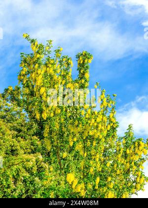Laburnum-Baum (Laburnum anagyroides) in der Blüte - Zentralfrankreich. Stockfoto