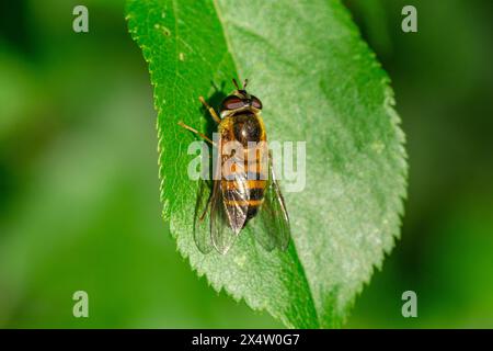 Nahaufnahme einer hoverfly (Epistrophe eligans), die auf ein Blatt in der Sonne juckt Stockfoto