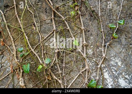 Alte moosige Wandstruktur für Grunge-Hintergrund Stockfoto