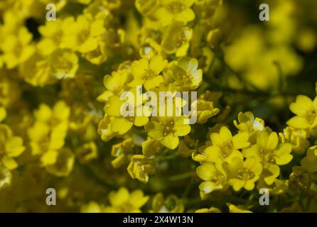 Korb aus Gold, Golden-Tuft Alyssum oder Golden-Tuft Madwort (Aurinia saxatilis), heimisch in Europa und der Türkei Stockfoto