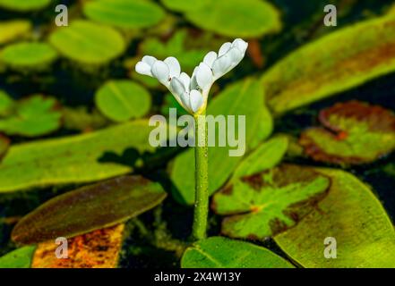 Cape Pondweed Aponogeton distachyos blüht im Teich Stockfoto