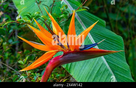 Paradiesvogel (Strelitzia reginae) In voller Blüte im tropischen Garten Stockfoto