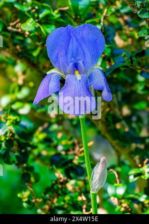 Dalmatinische Iris oder süße Iris (Iris pallida), Iridaceae Stockfoto