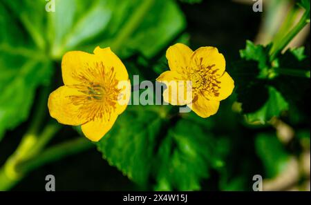 Nahaufnahme von leuchtend gelben Sumpfblüten, Caltha palustris Stockfoto