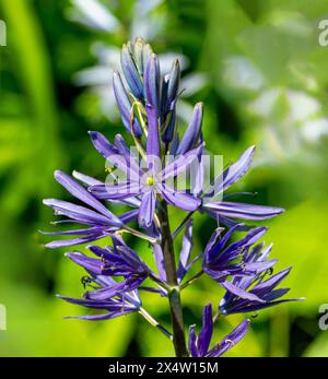 Praerielilie Camassia Leichtlinii ist eine frühe Blüte mit wunderschönen blauen Blüten Stockfoto