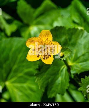 Nahaufnahme von leuchtend gelben Sumpfblüten, Caltha palustris Stockfoto
