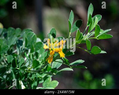 Blüten der Medicago arborea, Pflanzenart der Gattung Medicago Stockfoto