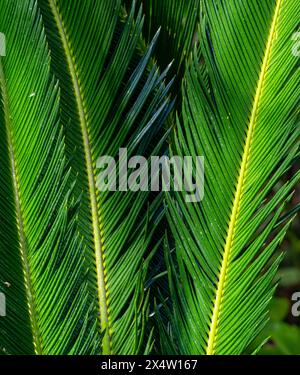 Selektiv bei frischen grünen Blättern einer japanischen Sagopalme (Cycas revoluta) Stockfoto