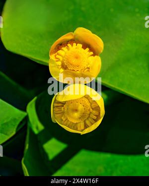 Eine Nahaufnahme von Nuphar pumila, der geringsten Wasserlilie oder kleinen gelben Teichlilie. Stockfoto