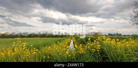 Panoramablick auf dunkle Wolken über einem Feld mit gelb blühendem Raps in der niederländischen Landschaft. Stockfoto