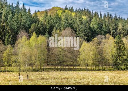 Wald im Frühjahr mit neuen grünen Blättern, Dänemark Stockfoto