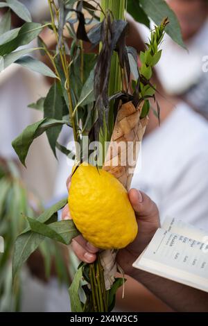 Ein orthodoxer jüdischer Mann hält einen Lulav und Etrog oder eine Zitrone während der Gebetsgottesdienste auf dem Sukkotfest an der Westmauer in Jerusalem. Stockfoto