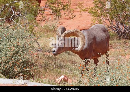 Großer Widder von Wüstendickhornschafen (Ovis canadensis nelsoni) weidet auf Gräsern auf einem Campingplatz im Valley of Fire State Park in der Nähe von Overton, Nevada Stockfoto