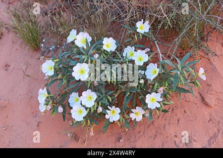 Viele offene Blumen auf einer großen Dünenpflanze (oder Vogelkäfig oder Korb) Nachtkerze (Oenothera deltoides), die im roten Sand der Valley of Fire St wächst Stockfoto