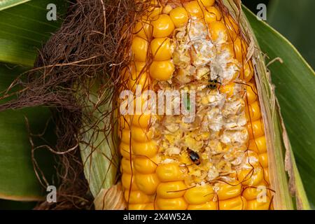 Nördlicher Maiswurzelkäfer, südlicher Maiswurzelkäfer und bunter Laubboden-Käfer, der Kerne auf dem Ähr isst. Stockfoto