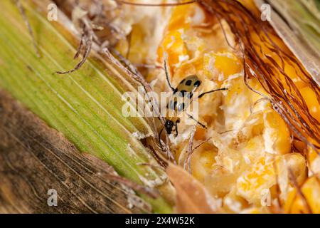 Der südliche Maiswurzelkäfer isst Kerne an einem Ohr. Schädlingsbekämpfung in der Landwirtschaft, Insektenschäden und landwirtschaftliches Insektizidkonzept. Stockfoto