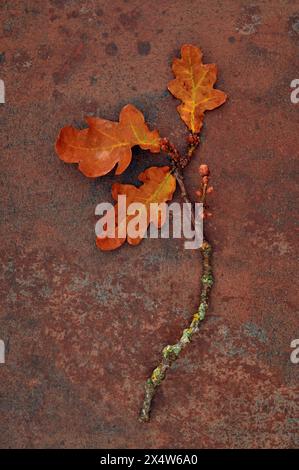 Zweig einer englischen Eiche mit drei getrockneten goldbraunen Herbstblättern, die auf Sandstein liegen Stockfoto