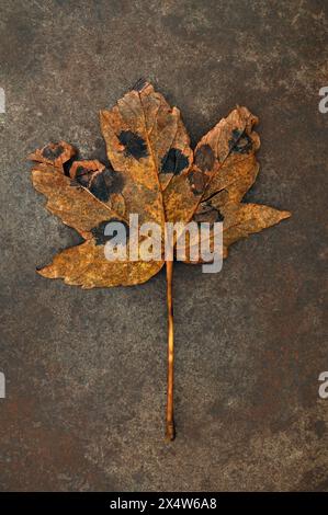 Goldbraunes Herbstblatt und Stiel des Sycamore-Baumes mit schwarzen Flecken von Teerfleckenpilz, die mit dem Gesicht nach unten auf Sandstein liegen Stockfoto