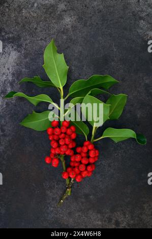 Zwei Zweige Stechpalme mit grünen Blättern und einer Gruppe scharlachroter Beeren auf grauem Schiefer Stockfoto