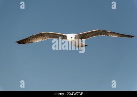 Möwen fliegen am Himmel bei Sonnenuntergang. Der Vogel wurde zur goldenen Stunde geschossen. Seevögel, Möwen. Nahaufnahme hochauflösender Möwenaufnahme. Stockfoto