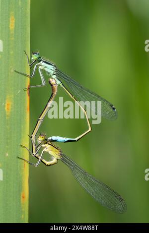 Ein Paar Blauschwanz-Damselmäuse, die sich auf einem Rohr paaren. Stockfoto