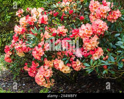 Pfirsichblüten und rosa Frühlingsblumen des harten Gartens immergrünen Strauchs, Rhododendron „Seaview Sunset“ Stockfoto