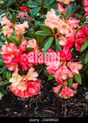 Pfirsichblüten und rosa Frühlingsblumen des harten Gartens immergrünen Strauchs, Rhododendron „Seaview Sunset“ Stockfoto