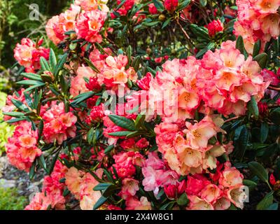 Pfirsichblüten und rosa Frühlingsblumen des harten Gartens immergrünen Strauchs, Rhododendron „Seaview Sunset“ Stockfoto