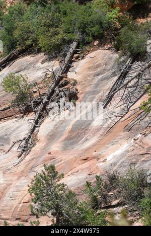 Ein felsiger Hügel mit ein paar Bäumen und einem großen Baumstamm. Der Baumstamm lehnt sich an den Felsen und ist teilweise mit Moos bedeckt, auf einem Wanderweg bei Zion Natio Stockfoto