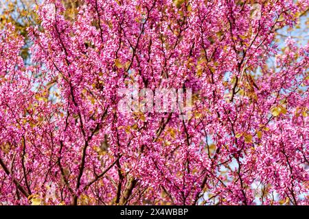 Cercis siliquastrum Zweige mit rosa Blüten im Frühjahr, allgemein bekannt als Judas-Baum oder Judas-Baum Stockfoto